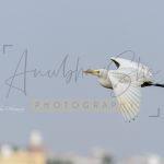 wildlife nature photography - anubhavshaphotography