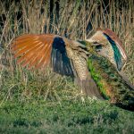 wildlife nature photography - anubhavshaphotography