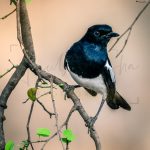 wildlife nature photography, black bird, ranthambore, wild encounter, anubhavshaphotography,