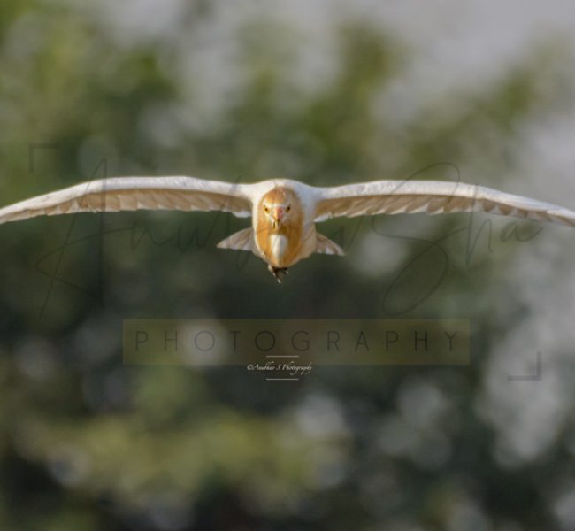 wildlife nature photography - anubhavshaphotographywildlife nature photography - anubhavshaphotography