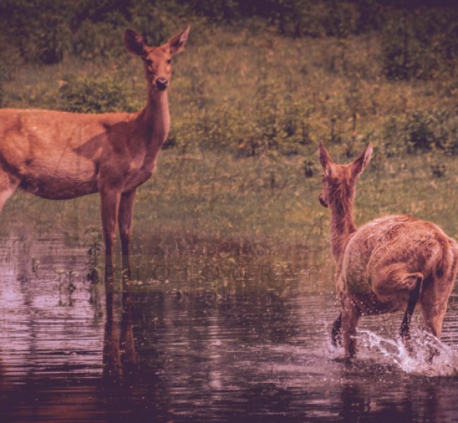 wildlife nature photography, two dears in lake water, ranthambore, wild encounter, anubhavshaphotography,